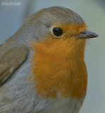 Roodborst - European robin - Erithacus rubecula