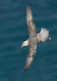 Noordse stormvogel - Northern Fulmar - Fulmarus glacialis