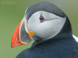 Papagaaiduiker - Puffin - Fratercula arctica