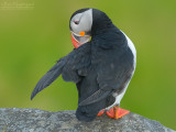 Papagaaiduiker - Puffin - Fratercula arctica