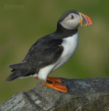 Papagaaiduiker - Puffin - Fratercula arctica