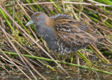 Kleinst Waterhoen - Baillons Crake - Porzana pusilla