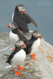 Papagaaiduiker - Puffin - Fratercula arctica