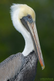 Bruine Pelikaan - Brown Pelican - Pelecanus occidentalis