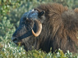 Muskusos - Musk Ox - Ovibos Moschatus