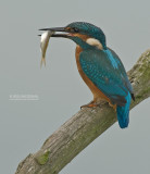 IJsvogel - Common kingfisher - Alcedo atthis