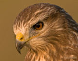 Buizerd - Common Buzzard - Buteo Buteo