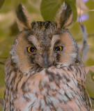 Ransuil - Long-eared owl - Asio otus