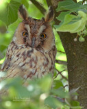 Ransuil - Long-eared owl - Asio otus