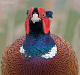 Fazant - Pheasant - Phasianus colchicus