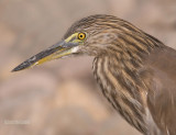 Indische Ralreiger - Indian Pond Heron - Ardeola grayii