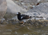 Gevlekte vorkstaart - Spotted Forktail  - Enicurrus maculatus