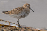 Bonte strandloper - Dunlin - Calidris alpina