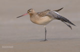 Rosse Grutto - Bar-tailed Godwit - Limosa lapponica