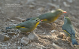 Japanse Nachtegaal - Red-billed Leiothrix - Leiothrix lutea