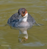 Nonnetje - Smew - Mergus albellus