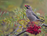 Pestvogel - Bohemian waxwing - Bombycilla garrulus