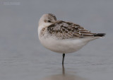 Drieteenstrandloper - Sanderling - Calidris alba