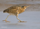 Roerdomp - Bittern - Botaurus stellaris	