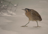 Roerdomp - Bittern - Botaurus stellaris