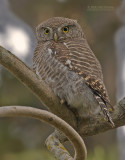 Koekoeksdwerguil - Asian Barred Owlet - Glaucidium cuculoides