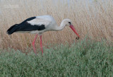 Ooievaar - White stork - Ciconia ciconia