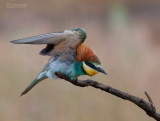 Europese Bijeneter - European Bee-eater - Merops apiaster