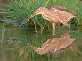 Woudaap - Little Bittern - Ixobrychus minutus