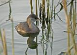 Dodaars - Little grebe - Podiceps ruficollis