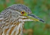 Kwak - Blackcrowned Night-heron - Nycticorax nycticorax