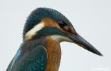 IJsvogel - Common kingfisher - Alcedo atthis
