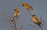 Pestvogel - Bohemian waxwing - Bombycilla garrulus