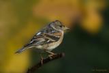 Keep - Brambling - Fringilla Montifringilla