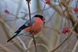 Goudvink - Eurasian bullfinch - Pyrrhula pyrrhula