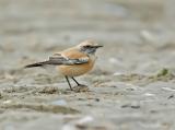 Woestijntapuit - Desert wheatear - Oenanthe deserti