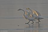 Wilde zwaan - Whooper swan - Cygnus cygnus