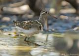 Goudsnip - Greater Painted-snipe - Rostratula benghalensis