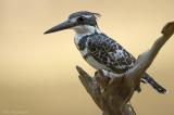 Bonte ijsvogel - Pied Kingfisher - Ceryle rudis