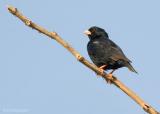 Staalvink - Village Indigobird - Vidua chalybeata