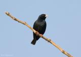 Staalvink - Village Indigobird - Vidua chalybeata