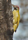 Levaillant-specht - Levaillants woodpecker - Picus vaillantii	
