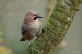 Gaai - Jay - Garrulus glandarius