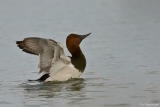 Grote tafeleend - Canvasback - Aytha Valisineria