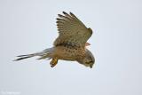 Torenvalk - Common Kestrel - Falco tinuncullus