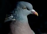 Houtduif - Woodpigeon - Columba polumbus