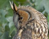 Ransuil - Long-eared owl - Asio otus