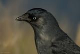 Kauw - Jackdaw -  Corvus monedula