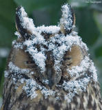 Ransuil - Long-eared owl - Asio otus