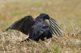 Roek -  Rook - Corvus frugilegus