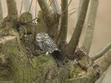 Steenuil - Little Owl - Athene noctua vidalii